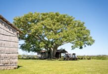 El 2023 fue un muy buen año para el Parque Iberá en Corrientes