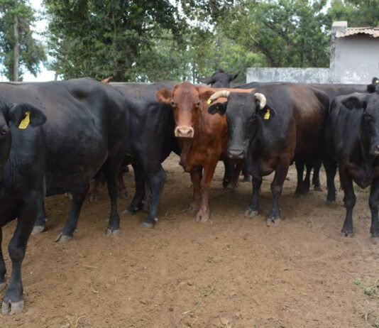 Bella Vista: Con más de 1600 cabezas abrió el circuito de remates para pequeños productores